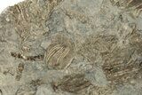 Plate Of Fossil Crinoids & Sea Urchins - Gilmore City, Iowa #199135-3